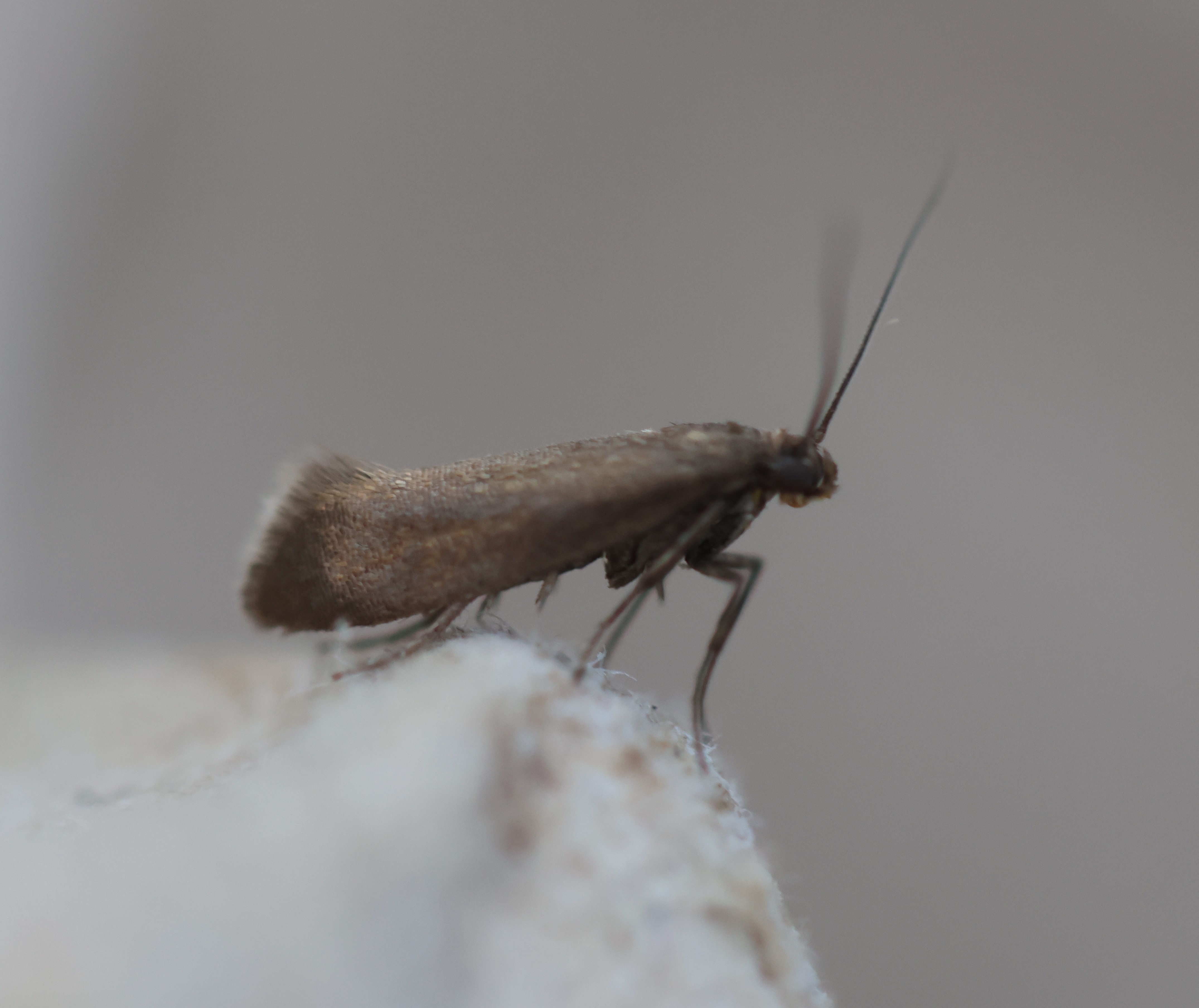 Photo of Plain Fanner (Glyphipterix fuscoviridella)